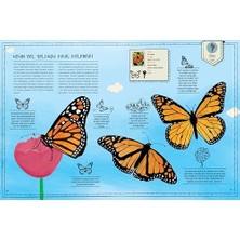 Savlar Store Böcek Atlası