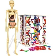 Savlar Store - 64297 - Ilk Keşiflerim - Insan Anatomisi