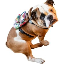 Calperia Su Geçirmez Köpek Sırt Çantası - 2’si 1 Arada Göğüs Tasması, Ayarlanabilir, Küçük ve Büyük Irklar