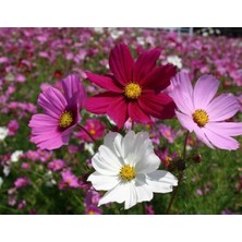 Calperia Kozmos Tohumu (+40 Adet)