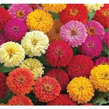 Calperia Karışık Renkli Büyük Çiçekli Zinnia Tohumu - 5 Tohum