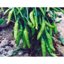 Calperia Cin Biber Tohumu - Aksel 10 gr