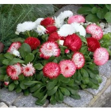 Calperia Karışık Renkli Ponpon Papatya Tohumu - 10 Tohum