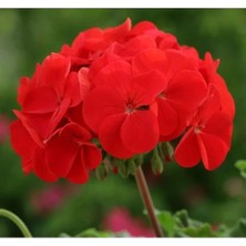 Calperia Kırmızı Gül Sardunya F1 Tohumu - 10 Tohum