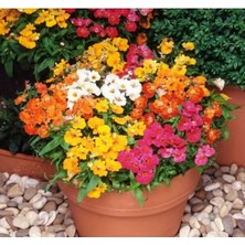 Calperia Karışık Nemezya Çiçeği F1 Tohumu - 10 Adet