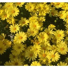 Calperia Sarı Papatya Tohumu - 30 Tohum