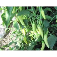 Calperia Biber Zarife Tohumu - 10 gr Kaliteli Seçenek