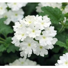 Calperia Beyaz Mine Çiçeği F1 Tohumu - 20 Adet