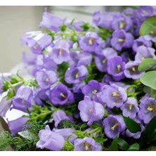 Calperia Mini Maviş Çan Çiçeği Tohumu - 5 Adet