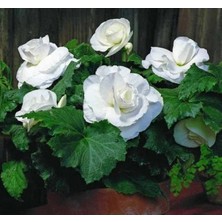 Calperia Katmerli Begonya Tohumu - Beyaz - 5 Adet