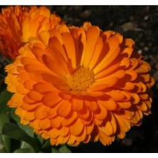 Calperia Turuncu Renkli Bon Bon Uzun Boylu Aynı Sefa Tohumu - 40 Adet