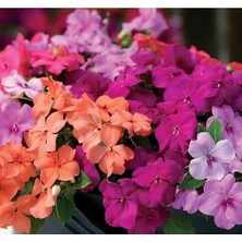 Calperia Karışık Renkli Cam Güzeli Tohumu (Büyük Çiçekli) - 8 Tohum