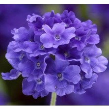 Calperia Mavi Mine Çiçeği F1 Tohumu - 20 Tohum