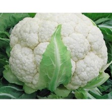 Calperia Yüksek Kaliteli Doğal Karnıbahar Tohumu