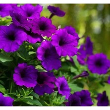 Calperia Mor Renkli Iri Çiçekli Bodur Petunya Tohumu - 15 Tohum