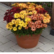 Calperia Sarı - Turuncu Karışık Bodrum Papatyası F1 Tohumu - 5 Adet