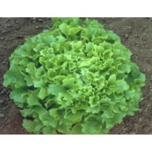Calperia Marul Arapsaçı Tohumu - 10 gr Sağlıklı ve Lezzetli