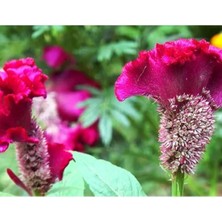 Calperia Horoz Ibiği Tohumu - 80 Tohum Paketi