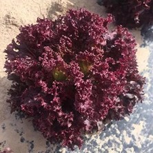 Calperia Doğal Kırmızı Kıvırcık Marul Tohumu - Sağlıklı ve Lezzetli