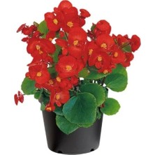 Calperia Şeker Begonya Tohumu - Kırmızı Renkli, 25 Tohum