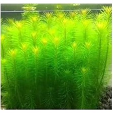 Calperia Pogostemon Erectus In Vitro Cup - Canlı Bitki