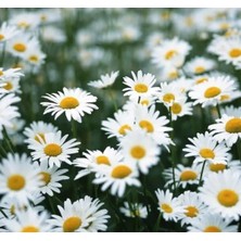 Calperia Kır Papatyası Çiçeği Tohumu - 10 Adet