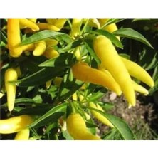 Calperia Doğal Sarı Süs Biberi Tohumu - 10 Adet