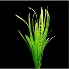 Calperia Canlı Vallisneria Spiralis Saksı Bitkisi