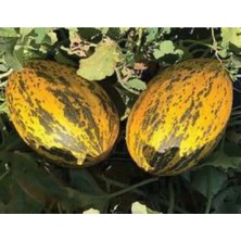 Calperia Kırkağaç Kavun Tohumu - 10 gr Paket