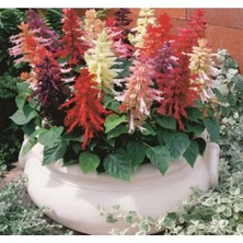 Calperia Karışık Renkli Ateş Çiçeği Tohumu (Iri Çiçekli Bodur) - 15 Tohum