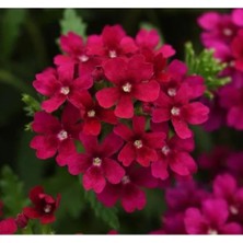 Calperia Bordo Renkli Mine Çiçeği (Sarkan Çok Dallanan) Tohumu - 10 Adet