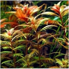 Calperia Proserpinaca Palustris Saksı Canlı Bitki - TR-P300