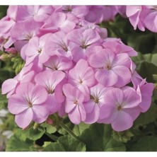 Calperia Leylak Gül Sardunya F1 Tohumu - 10 Adet