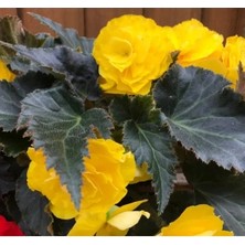 Calperia Katmerli Kırmızı Yaprak Begonya Tohumu - 8 Tohum