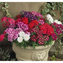 Calperia Karışık Renkli Sarkan Mine Çiçeği - 10 Tohum