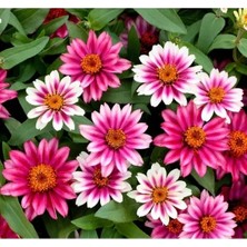 Calperia Zinnia Çiçeği Tohumu (Kirli Hanım) - 5 Tohum