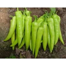 Calperia Doğal Çarliston Biberi Tohumu - Yüksek Verim