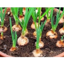 Calperia Doğal Sarı Soğan Tohumu - Organik ve Lezzetli