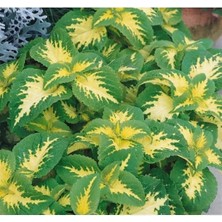 Calperia Yaprak Güzeli Tohumu - Kırmızı Yeşil Beyaz 20 Adet