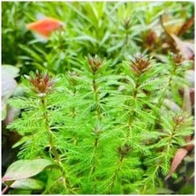 Calperia Myriophyllum Proserpinacoides Saksı Canlı Bitkisi - Akvaryum Için Doğal Seçim