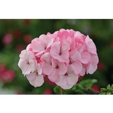 Calperia Pembe Beyaz Renkli Kokulu Sardunya Tohumu (Büyük Çiçek) - 5 Tohum