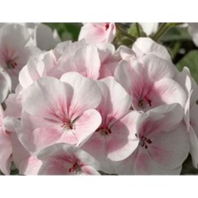 Calperia Pembe - Beyaz Sardunya Tohumu - 10 Tohum