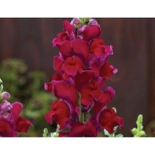 Calperia Koyu Kırmızı Renkli Uzun Boylu Özel Aslan Ağzı Tohumu - 10 Adet