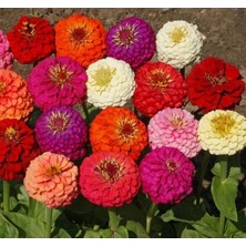 Calperia Kaliforniya Büyük Zinnia Çiçeği