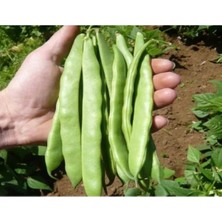 Calperia Doğal Fasulye Tohumu Alman Ayşe (Sırık)
