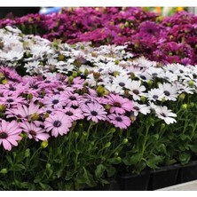 Calperia Kalıcı Bodrum Papatyası Tohumu - Sarı ve Pembe Renkli - 5 Tohum