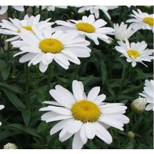 Calperia Alman Kalıcı Bodur Papatya Tohumu - Beyaz Renkli - 5 Adet