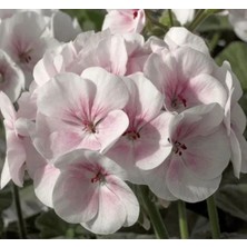 Calperia Sardunya Tohumu - Büyük Top Çiçekli Lekeli Pembe 5 Adet