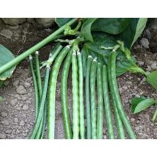 Calperia Börülce Tohumu (10 Gr)