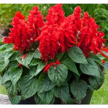 Calperia Kırmızı Ateş Çiçeği - Salvia F1 Tohumu - 30 Adet